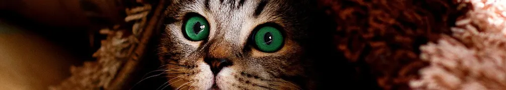 捲毛阿喵的沙龍