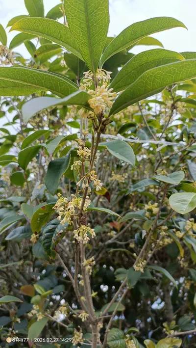 《Vox Rosenna | Page.7》