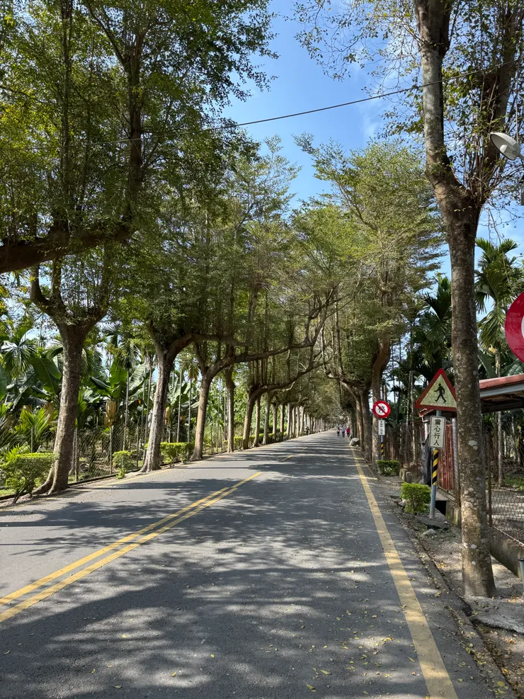泗水綠色隧道,騎車很舒服