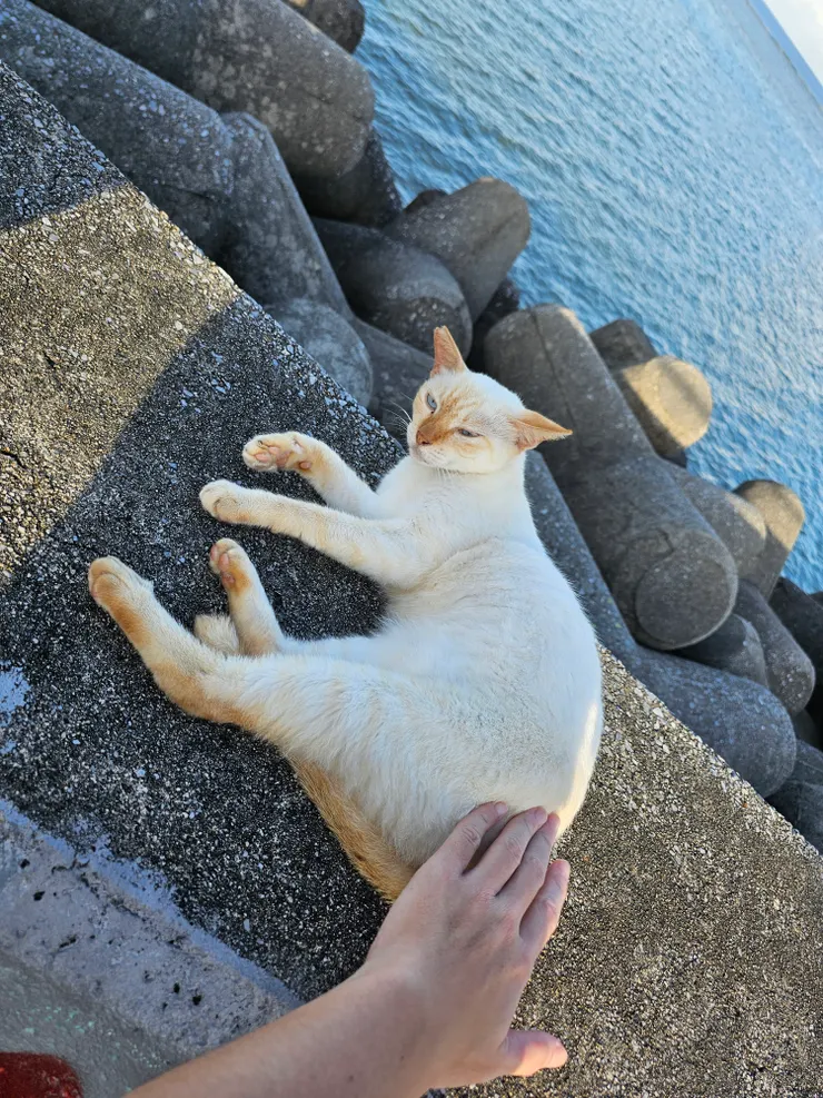 非常喜歡被摸的白猫