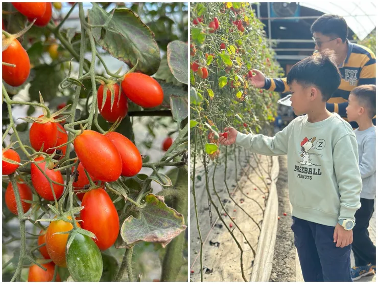 小蕃茄很好採，手輕輕一撥就下來了 @禾果農園