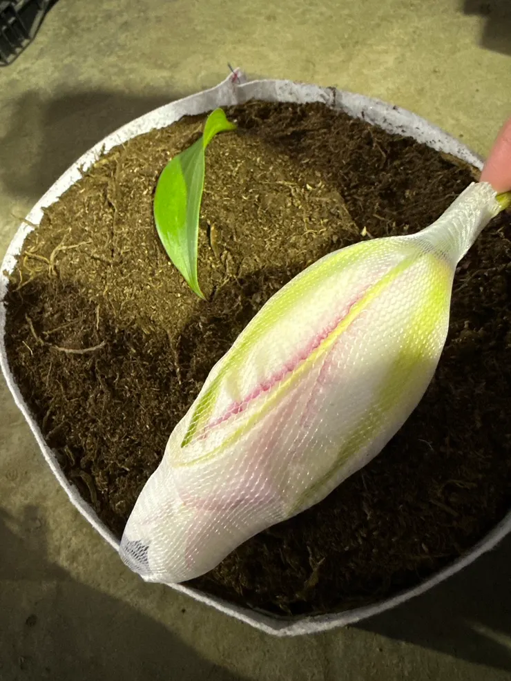 這是孩子完成的DIY百合盆栽。