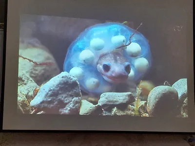 父愛如山的微笑精靈-山椒魚