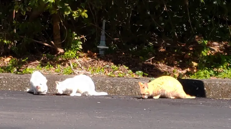 正大快朵頤吃飼料的浪貓們