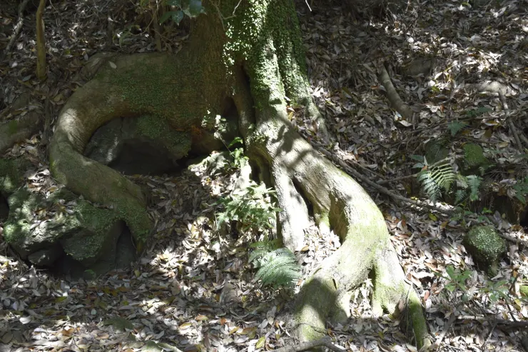 樹根和落葉底下可以看到巨大的岩塊。