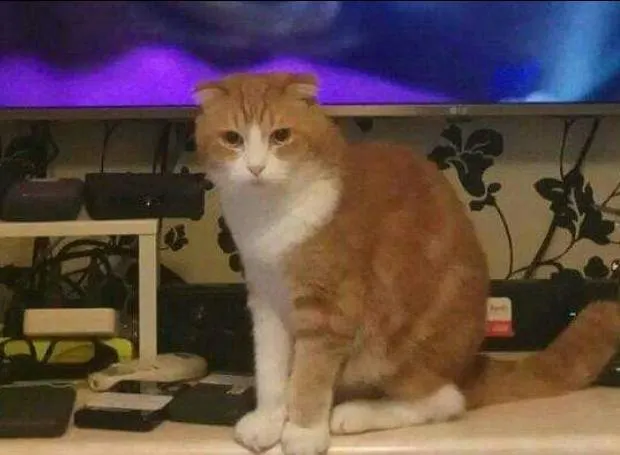 黃小咪(李建崑攝影)