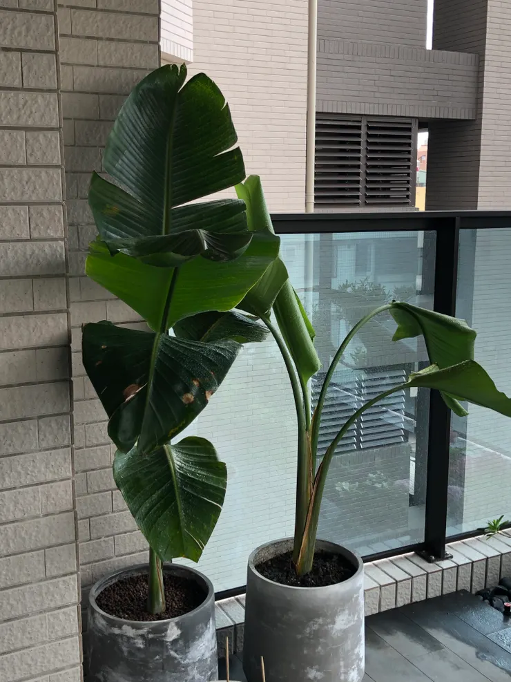 右方植株由於環境適應不佳伴隨介質問題而葉垂內捲