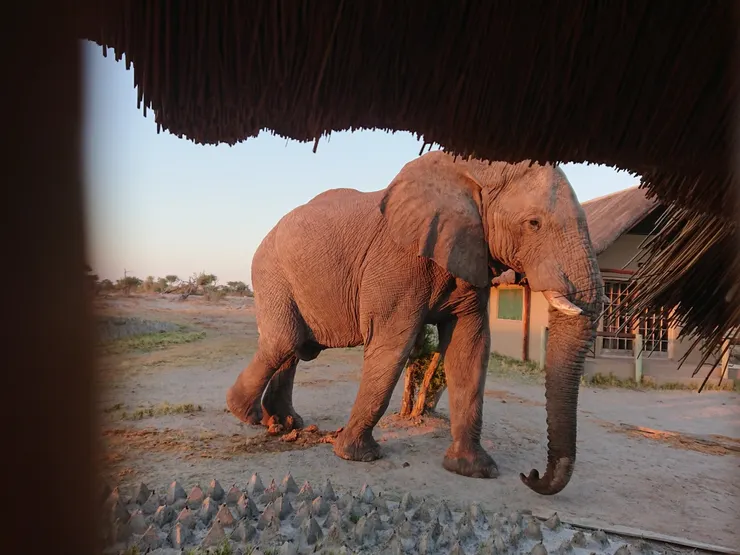 渴望喝水的大象
