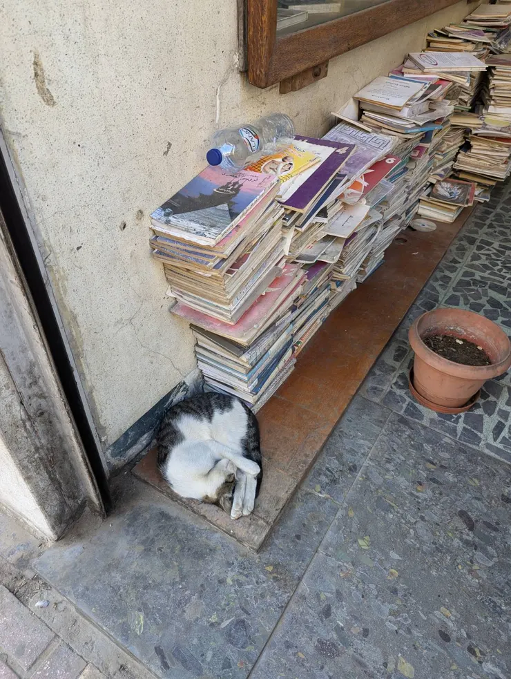 市中心書店前的貓貓