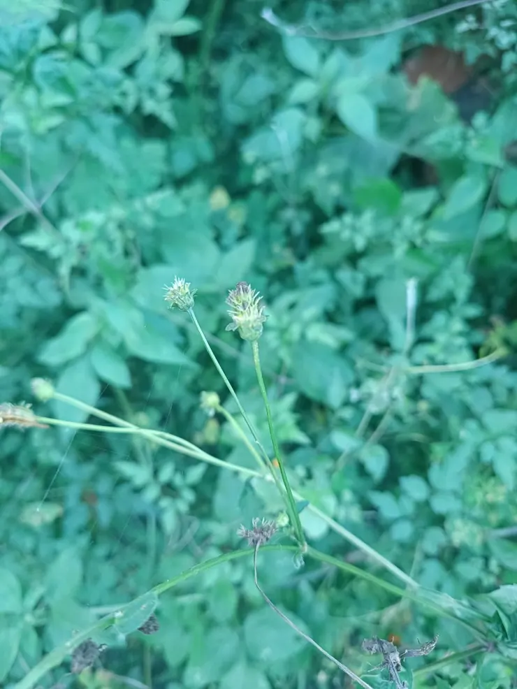 半成熟的種子就具備沾黏的倒鉤，小時候常拿來丟人玩