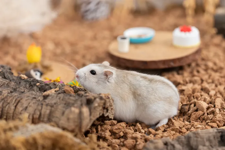 絕世珍品焦糖布丁XD