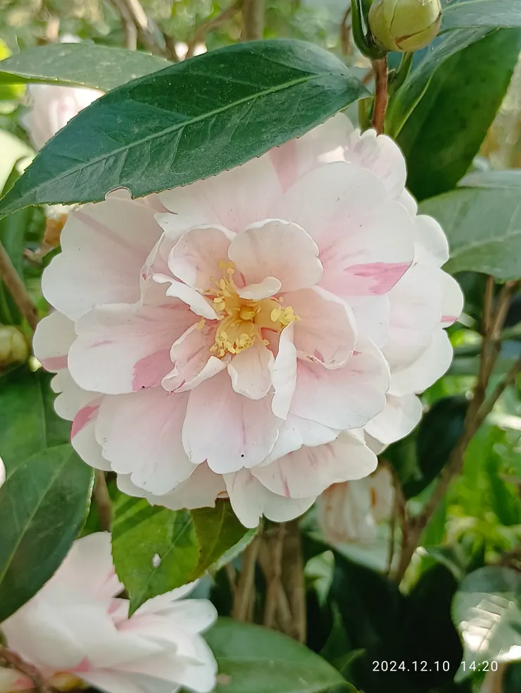 她底美顏，如山城向晚，緩緩~緩緩暖心！