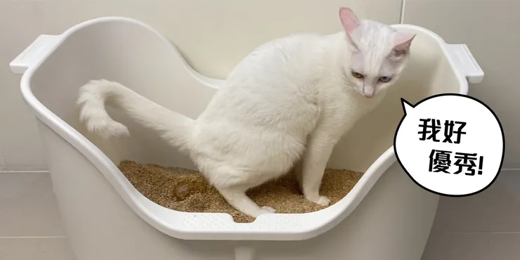 ↑第四週-完全替換成功~(還順便換了個高級的貓砂盆( ´ ▽ ` )ﾉ