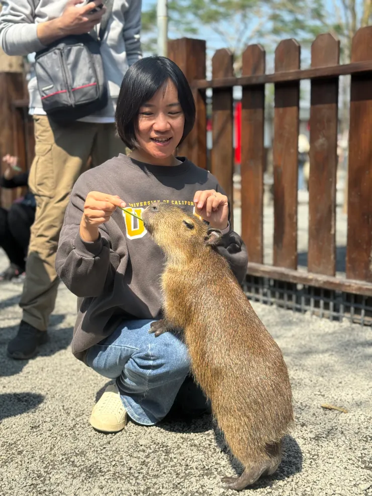 園區最受歡迎的呆萌水豚君享受遊客的餵食。(攝影/莊琇帆)