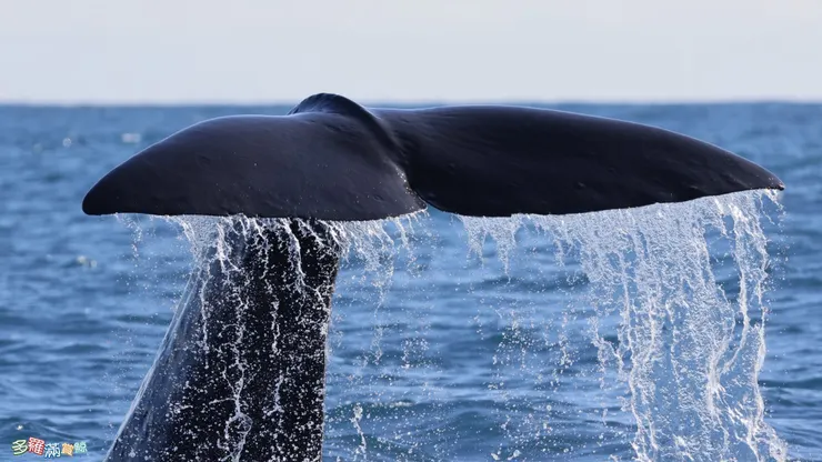 多羅滿賞鯨 抹香鯨