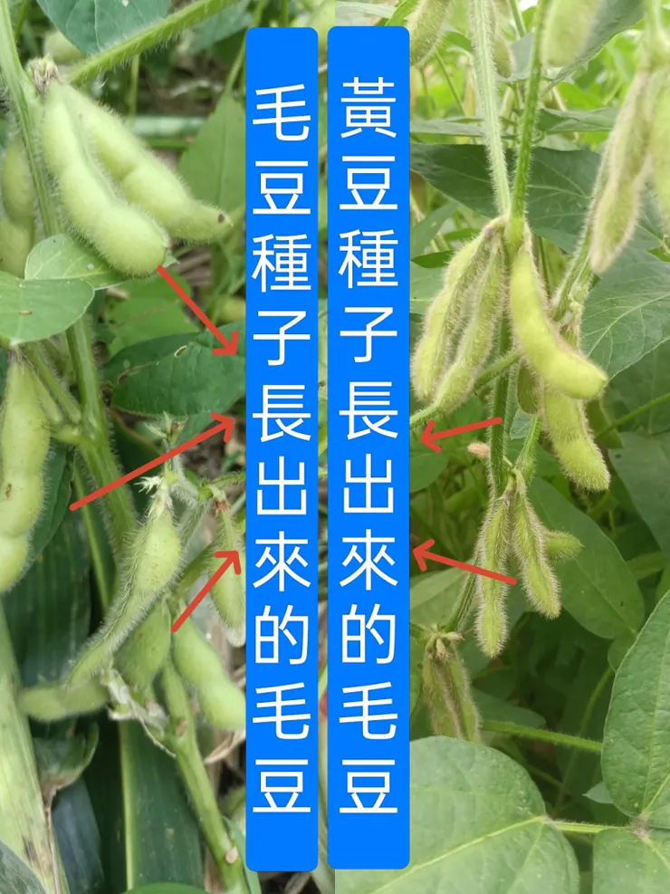 對照圖
