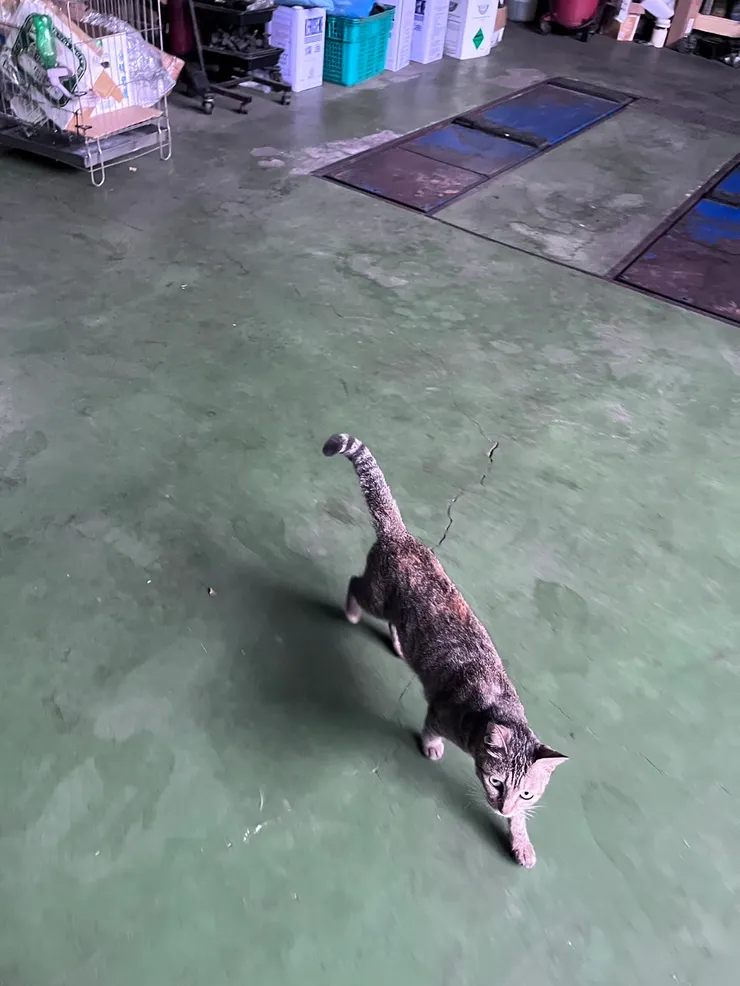 寶獅｜PEUGEOT 3008 90000 公里 新竹日揚 保養檢查