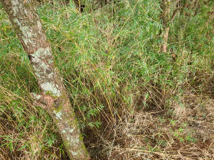 不接回道路的打算，只能旁邊腰繞硬走，但其實道路就在旁幾步而已