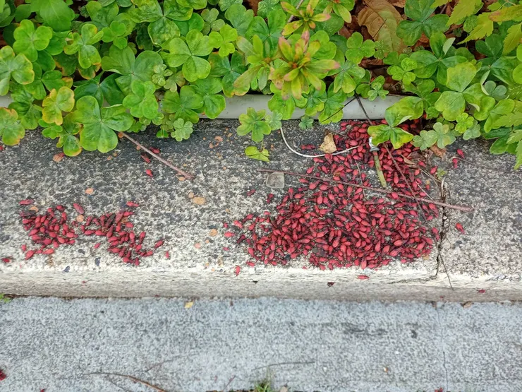 紅姬緣椿象〈對人類及環境無害〉