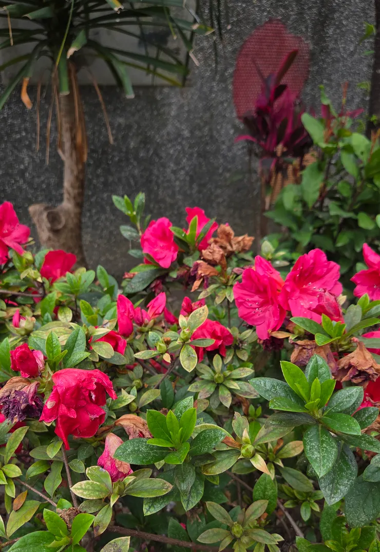 新北市.中和.南勢休閒綠廊