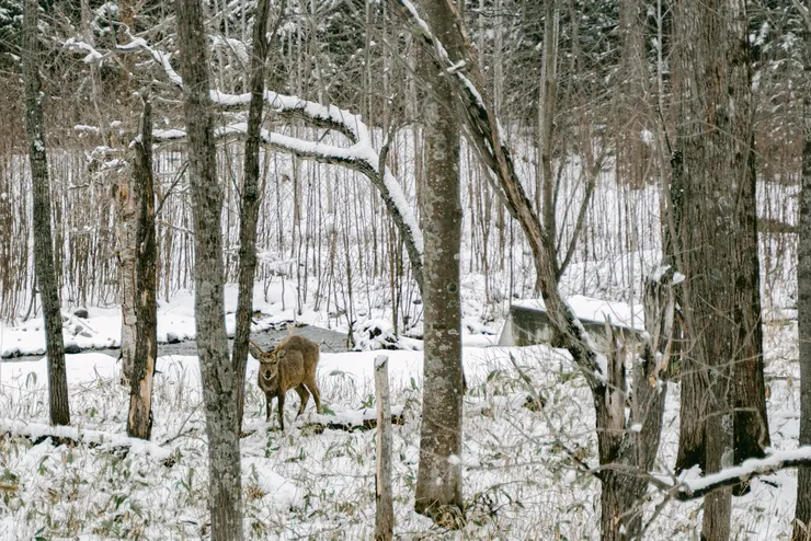 野生麋鹿