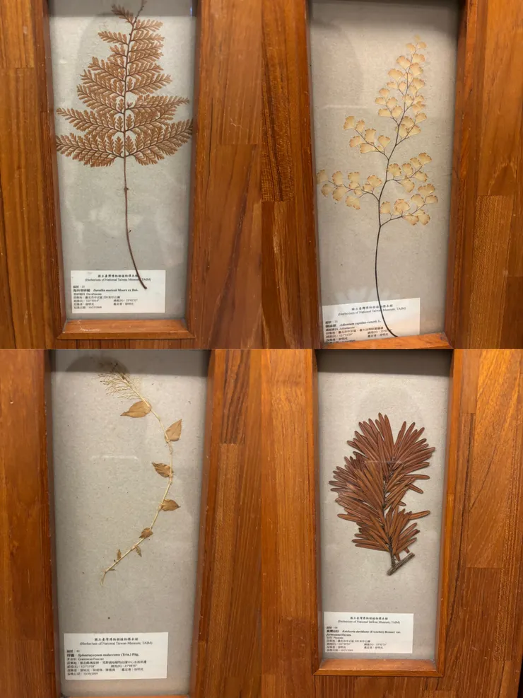置物櫃都有不同的植物