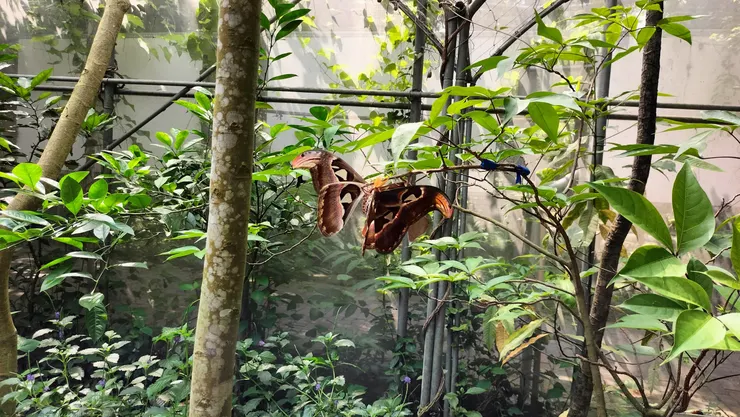 交配中的皇蛾/Mingling 攝