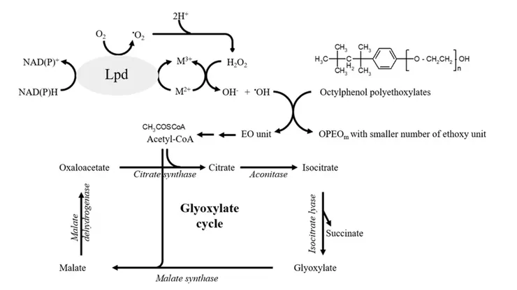 圖一、TX1菌株的Lpd酵素代謝OPEOn 的機轉。