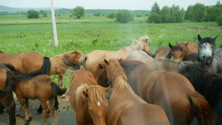回程的時候有一班馬兒迎賓