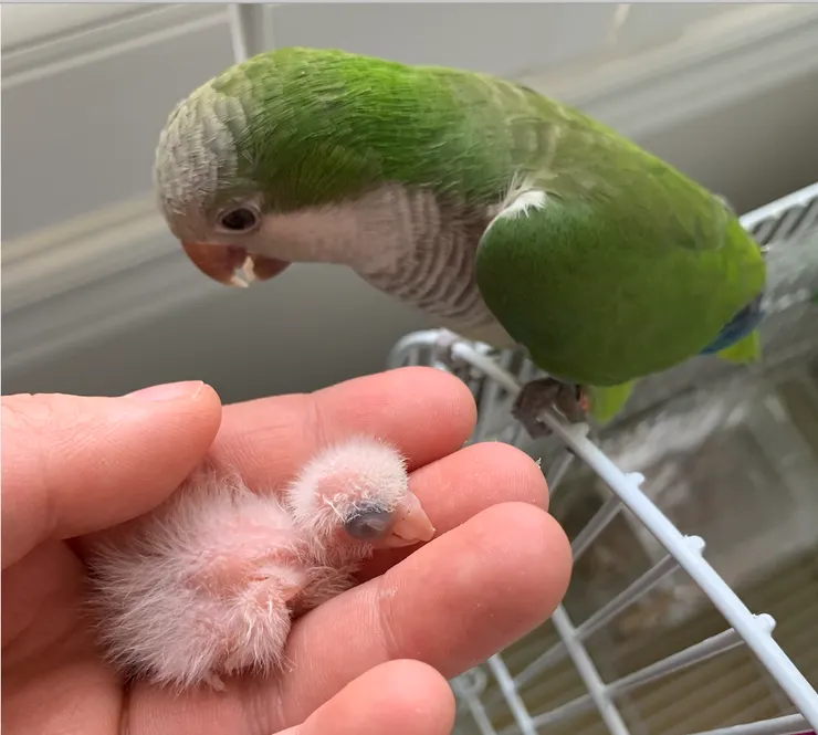 鳥爸擁有隨時瞭解研究進度的特權，還不用強制洗手