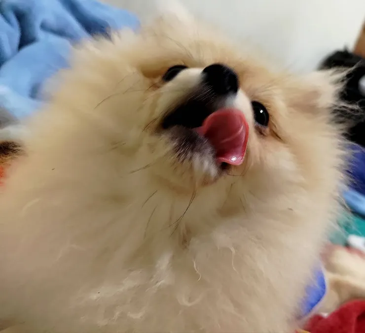 幼兒時期的布咘