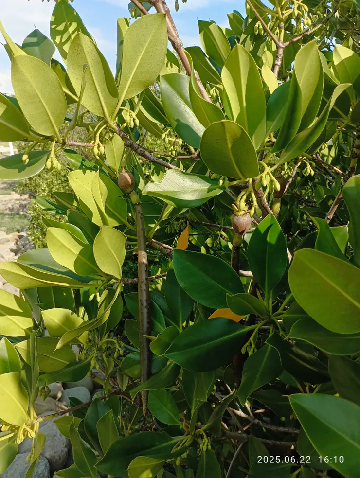 紅海欖，自拍攝