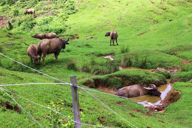 擎天崗大草原與野放的和牛