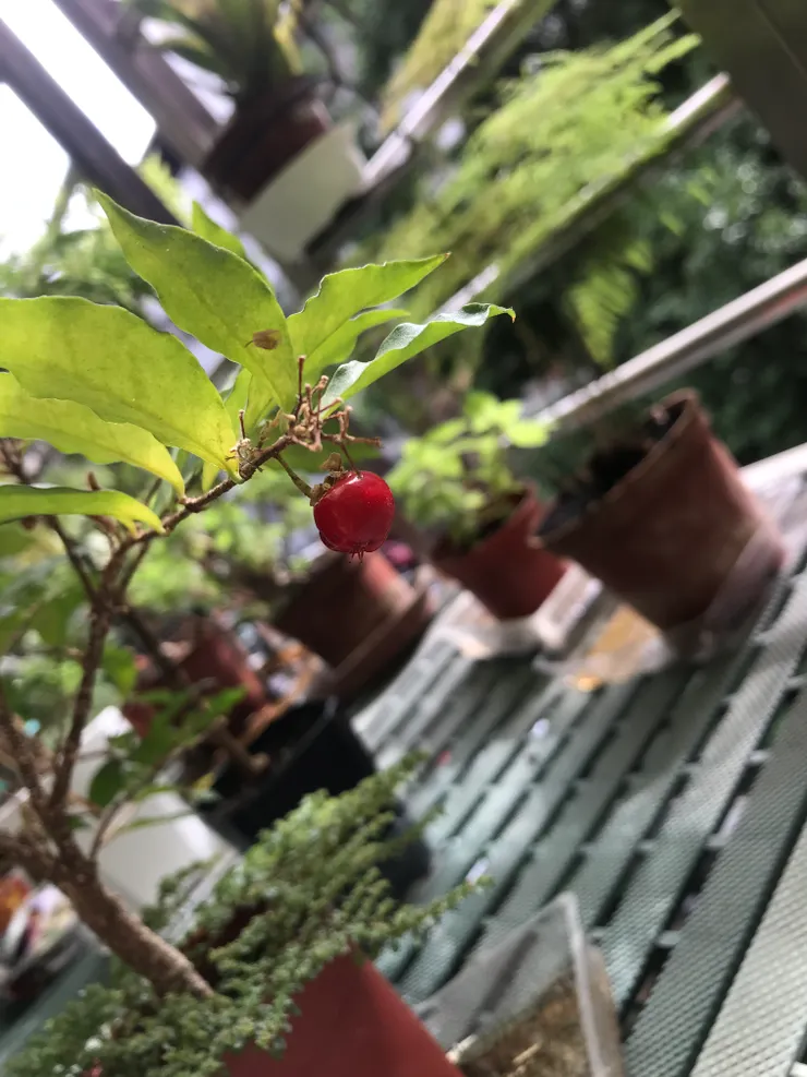 2023年11月首次結出唯一一顆的紅色果實