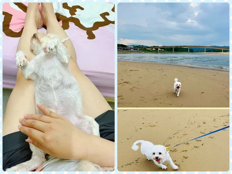 (左)幫牛牛做療癒時隨手拍