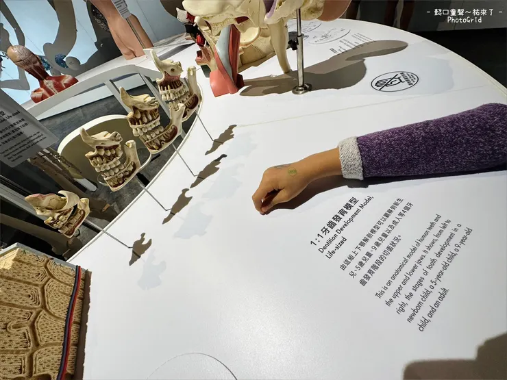 這些模型賺到我好多的驚訝。