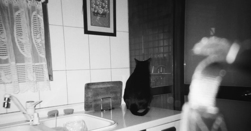 Jaz Nowhere的沙龍