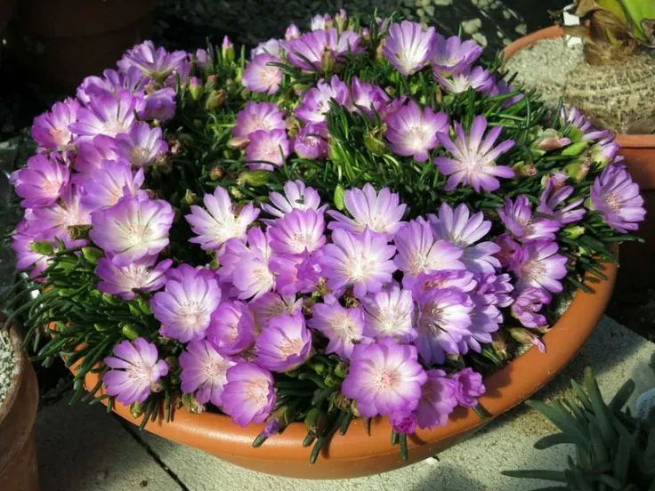 苦根露微花（Lewisia rediviva）