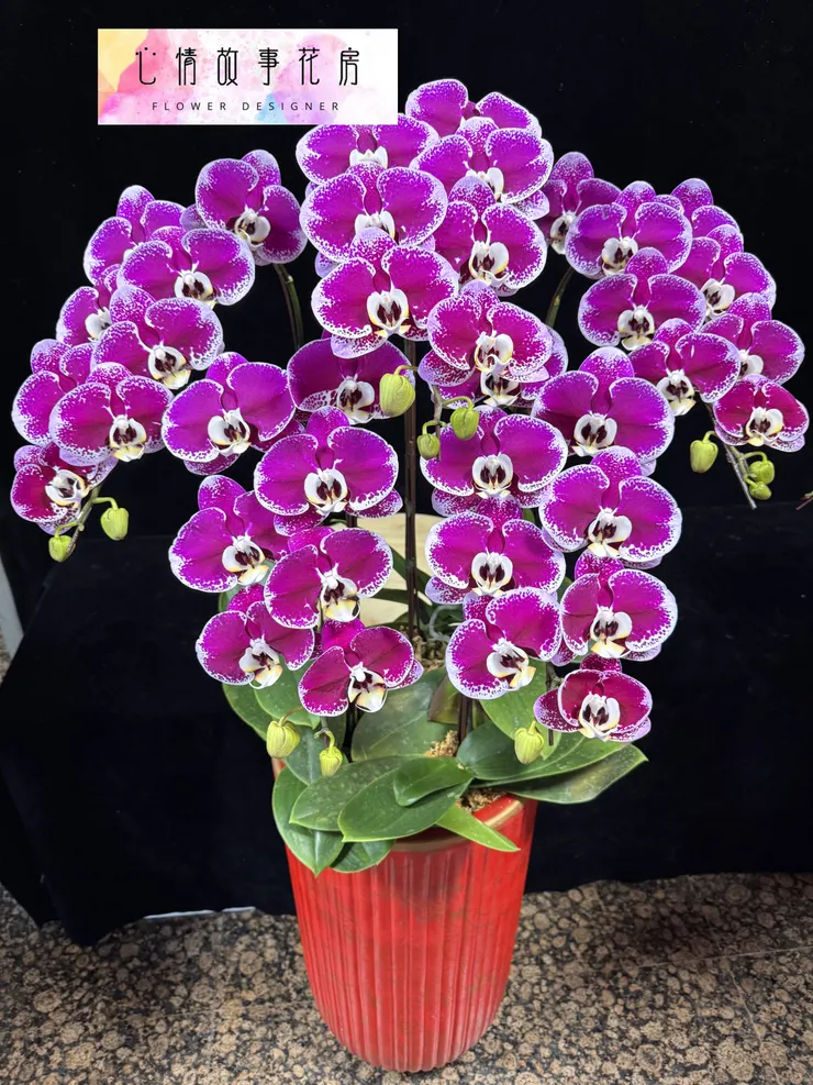 台南少數使用「出口等級蘭花」的花店｜重要場合送禮，一定要知道心情故事花房