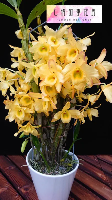 購買高品質春石斛 全省都可送 賴慶隆種植的超美蘭花