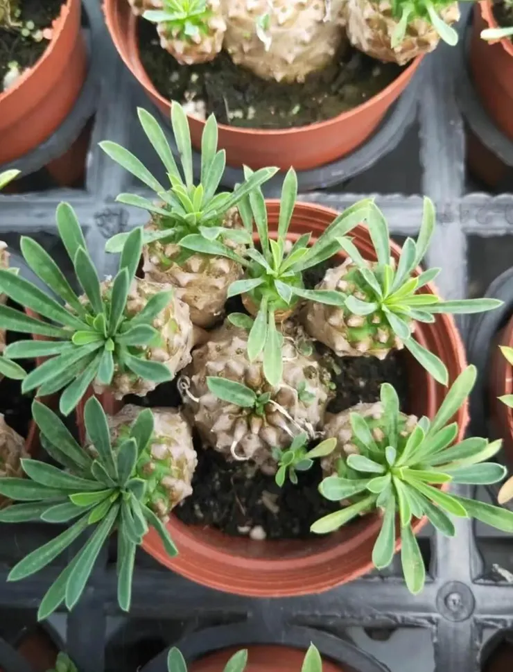 峨眉山多肉塊根植物