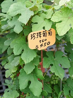 src