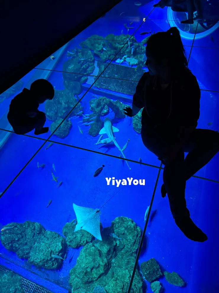 六公尺透明大水槽，站在玻璃上面看著下方海底生物游來游去，覺得自己也漂浮在海上。