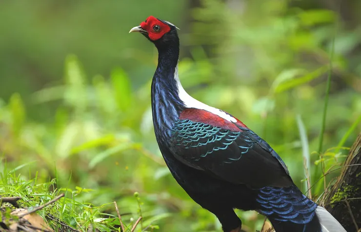 由 Robert tdc - originally posted to Flickr as DSC_9487a, CC BY-SA 2.0, https://commons.wikimedia.org/w/index.php?curid=9540887