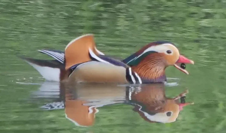 現代鴛鴦，2021年攝