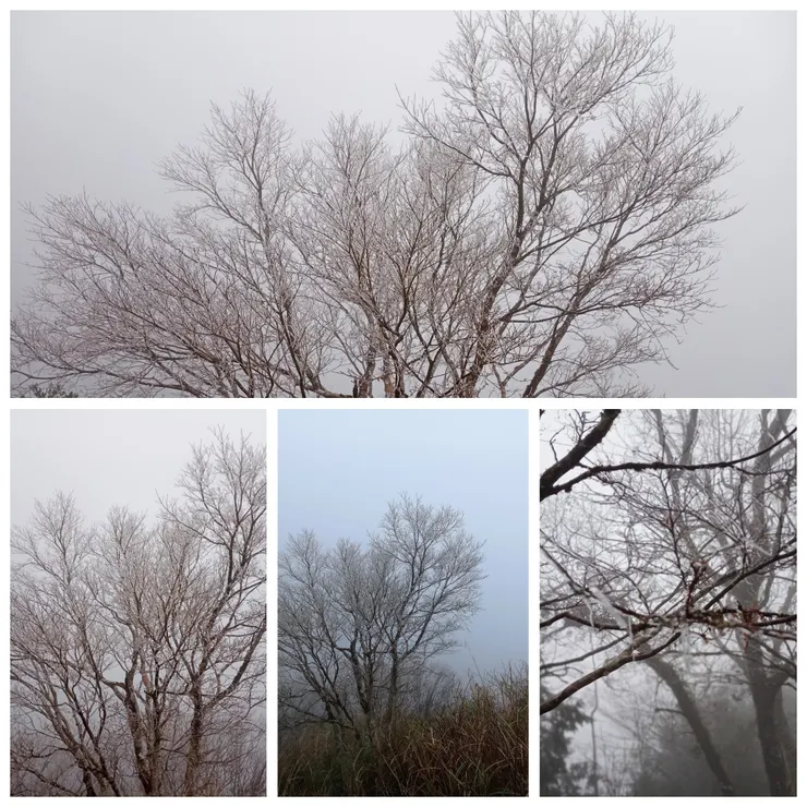 當日氣溫0°C，惟天侯條件無法達到下雪標準，在太平山莊服務站、觀雲棧道沿線只見霧淞