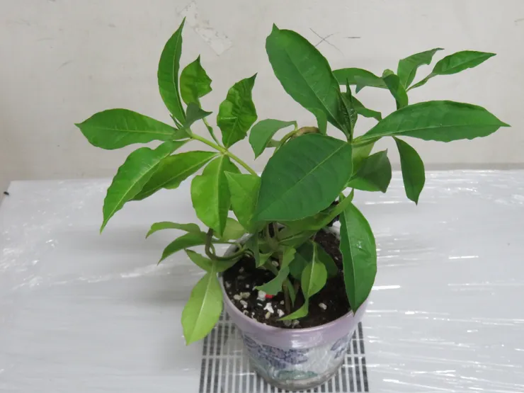 大安社大106.11.17