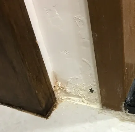 這是113年處理前的狀態，一直掉漆粉，壁癌部份實在是有點醜啊