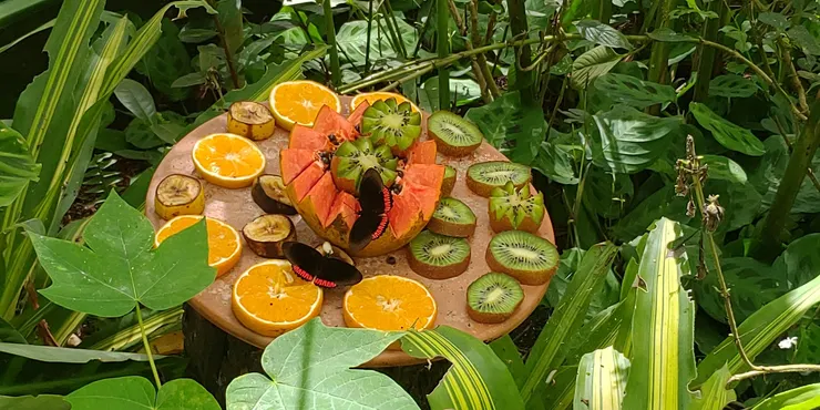 很喜歡他們把水果切成鋸齒狀的樣子，比起平常的橫切多了一點趣味，顏色和種類也都調配過，感受出培育員的用心