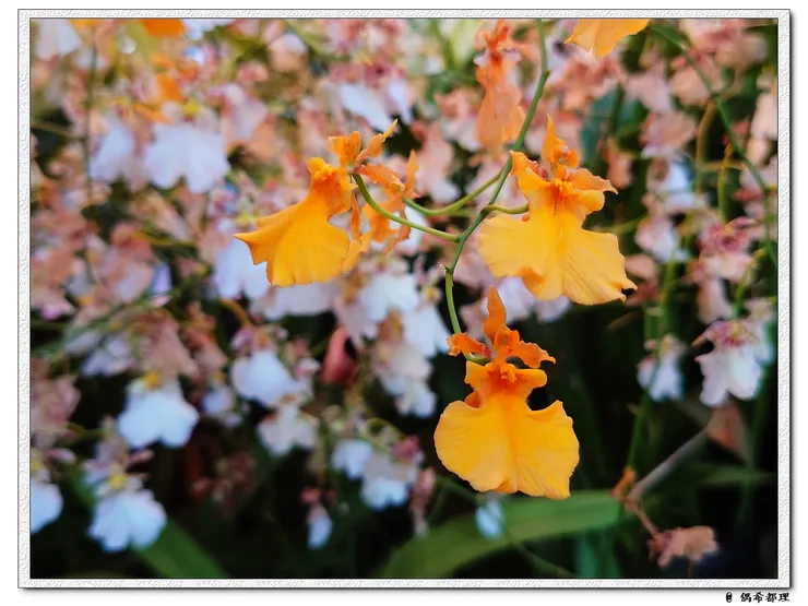 【2022秋季蘭花暨盆花展】